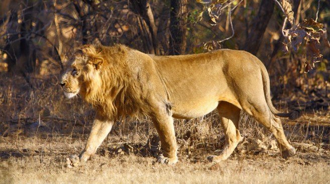 A Male Asiatic Lion In Gir